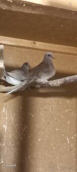 Holoubek diamantový v párech