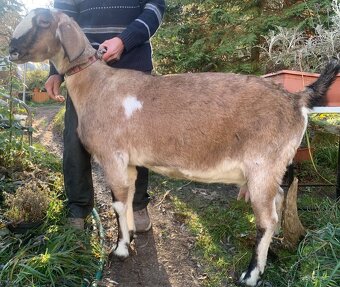 Anglonubijská koza 93%