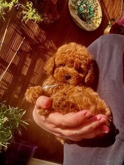Úžasný chlapeček, toy pudel P.P. FCI