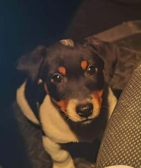 Prodám jack russell