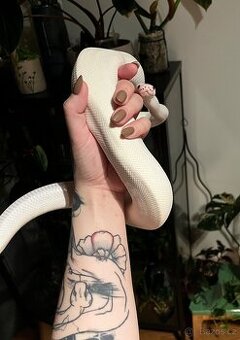 Krajta královská včetně plně vybaveného terária