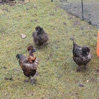 Kohouti - hedvábnička saten