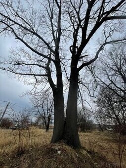 Prodám jasan ztepilý