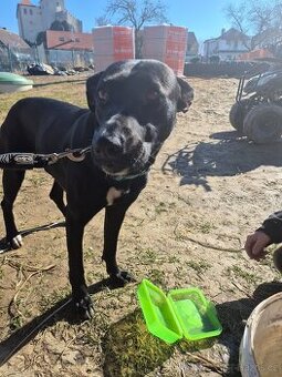 Darujeme nalezeného psa