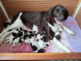 Malý münsterlandský ohař