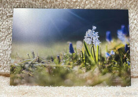 Moderní obraz 45x30 cm - můj autorský - motiv: květina