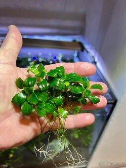 Akvarijní rostliny