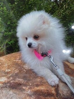 Pomeranian s PP