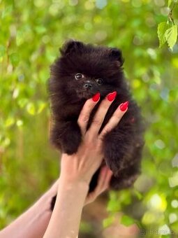 Pomeranian s PP