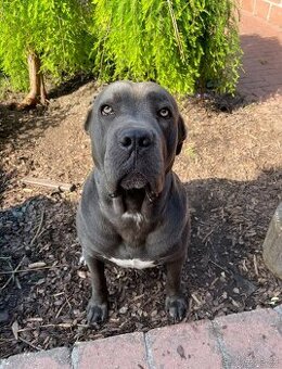 Cane corso ke krytí v modré barvě