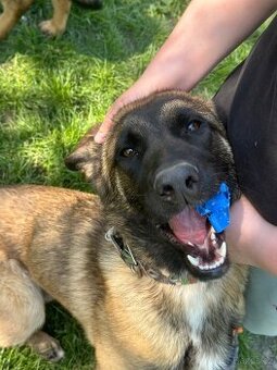Belgický ovčák malinois bez PP