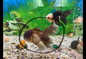 Závojnatky -ORANDA LVÍ hlava + RANCHU AAA XXL