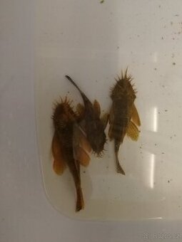 Ancistrus spec. černý  10-12cm