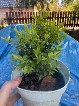 buxus - sazenice 20-25 cm - 1