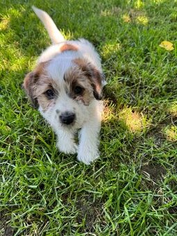 Jack Russell terier - stenata s prukazem puvodu