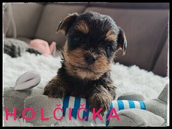 Yorkshire teriér s PP Fenka