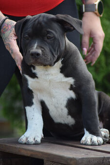 American bully - pejsek