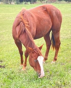 Klisna QH 2,5 roku