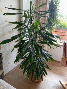 Dracena