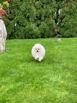 Pomeranian s PP FCI