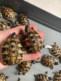 Želva zelenavá - Testudo hermanni