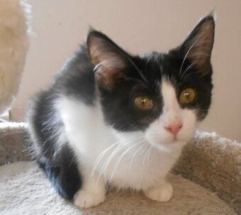 Bíločerná 4měsíční Amálka, čilá, hravá, veselá