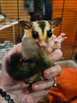 Vakoveverka létavá