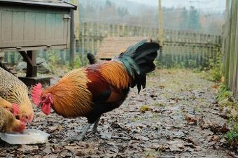 Kohout česká zlatá kropenka