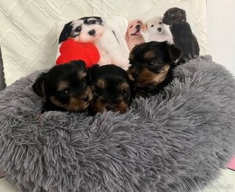 Jorkšírský teriér