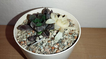 Haworthia obtusa 'Marin' variegated ( sukulent )