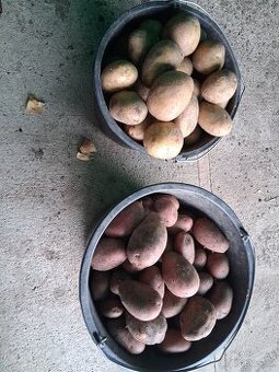 Brambory na uskladnění červené