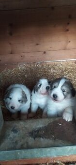 Pyrenejský horský pes