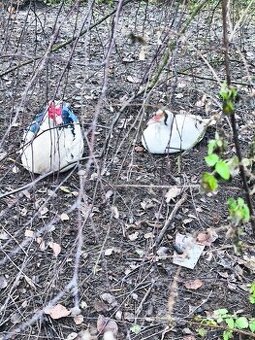 Prodej kachen Pižmových