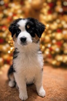 Australský ovčák s PP - štěňátka