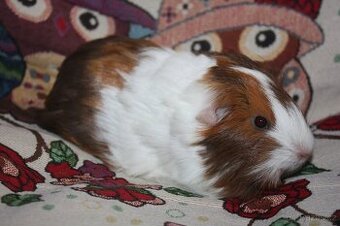 Dlouhosrstá morčátka