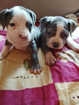 Stafordšírský bulteriér - 1