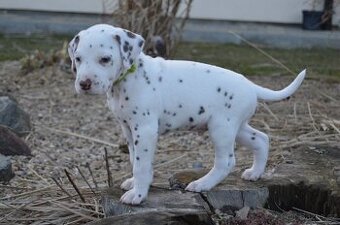Dalmatin štěně
