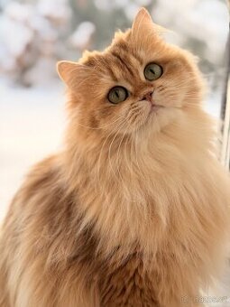 britská dlouhosrstá kočička černé zlato, titulovaná, mazlivá