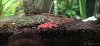 Rak Mexický zakrslý