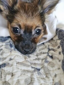 Ruský toy s PP v FCI