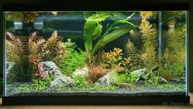 Akvarijni rostlinky - set pro 60 litru