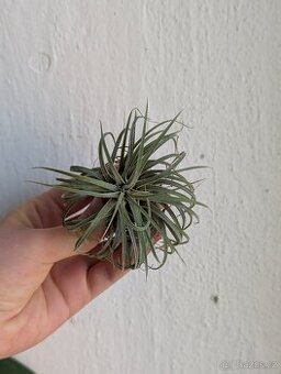 Tilandsie, Tillandsia