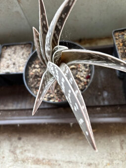 Aloe variegata - sokolí pero