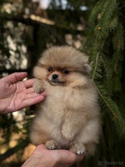 Pomeranian MINI fenečka PP FCI