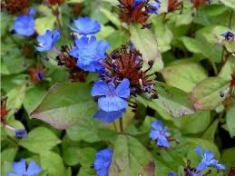 Rohovec olověncovitý, ceratostigma, kvetináč