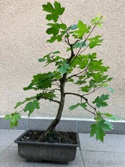 Bonsai, Bonsaj, jamadori, javor babyka