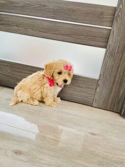 Maltipoo