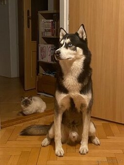 Sibiřský Husky - 1