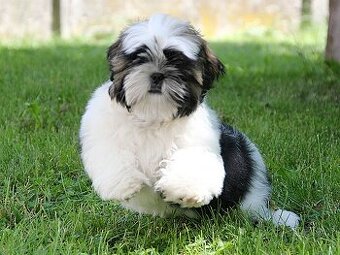 Shih-tzu, ši-tzu , shih tzu,  ši-cu  - štěňátka s PP FCI