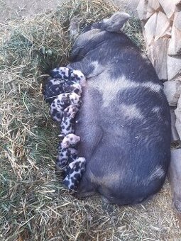 Selata kune kune